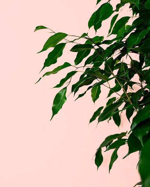 Ficus Benjamina - Pur Plant