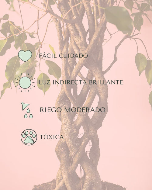 Ficus Benjamina Exótica Trenzado L - Pur Plant