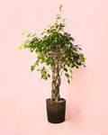 Ficus Benjamina Exótica Trenzado L
