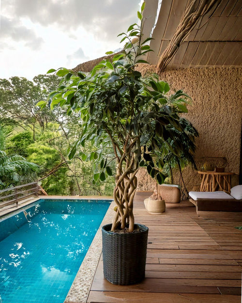 Ficus Benjamina Exótica Trenzado L - Pur Plant
