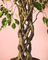 Ficus Benjamina Exótica Trenzado L - Pur Plant