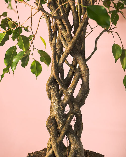Ficus Benjamina Exótica Trenzado L - Pur Plant