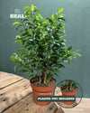 Ficus Benjamina Natasja M - Pur Plant