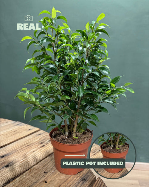 Ficus Benjamina Natasja M - Pur Plant