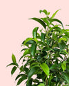 Ficus Benjamina Natasja M - Pur Plant