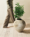 Ficus Benjamina Natasja M - Pur Plant