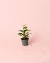 Ficus Benjamina Natasja Mini - Pur Plant
