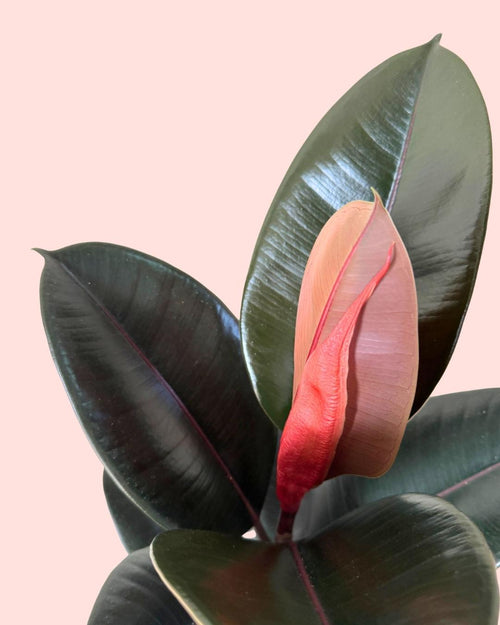 Ficus Elástica Abidjan L - Pur Plant