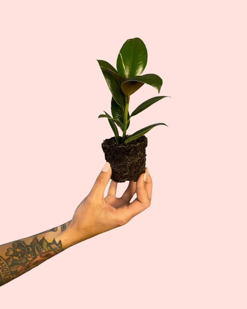 Ficus Elástica Melany Mini - Pur Plant