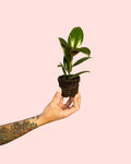 Ficus Elástica Melany Mini