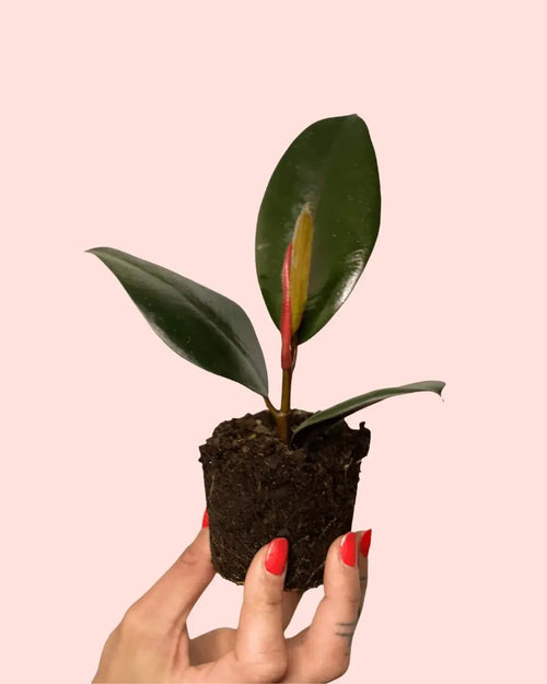Ficus Elástica Robusta Mini - Pur Plant