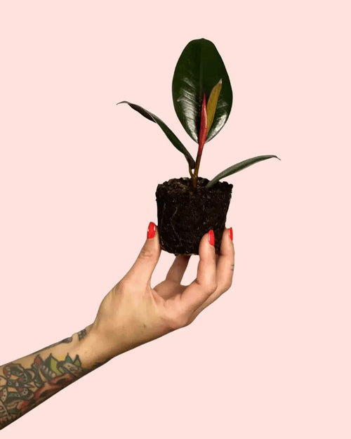 Ficus Elástica Robusta Mini - Pur Plant