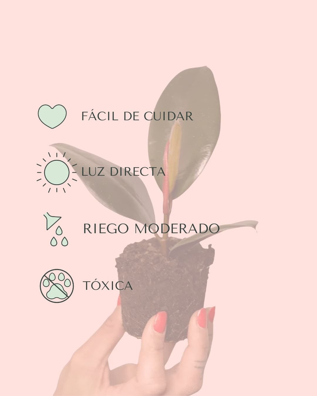 Ficus Elástica Robusta Mini - Pur Plant