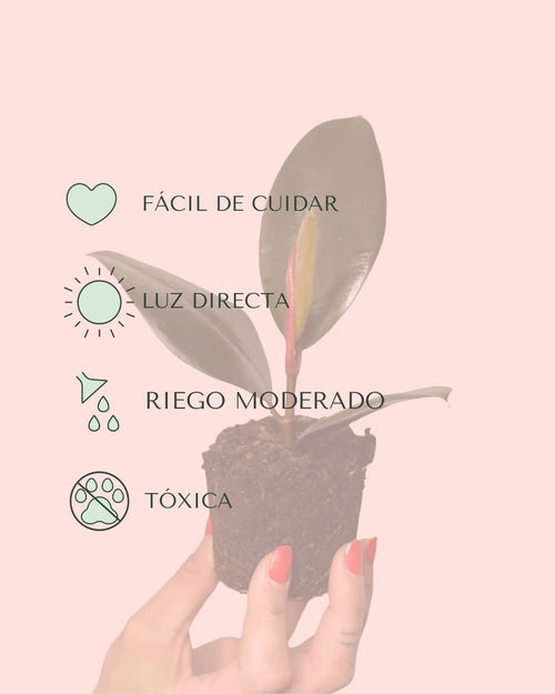 Ficus Elástica Robusta Mini - Pur Plant