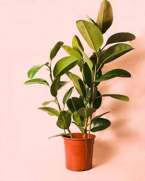 Ficus Elástica Robusta XL - Pur Plant