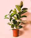 Ficus Elástica Robusta XL - Pur Plant