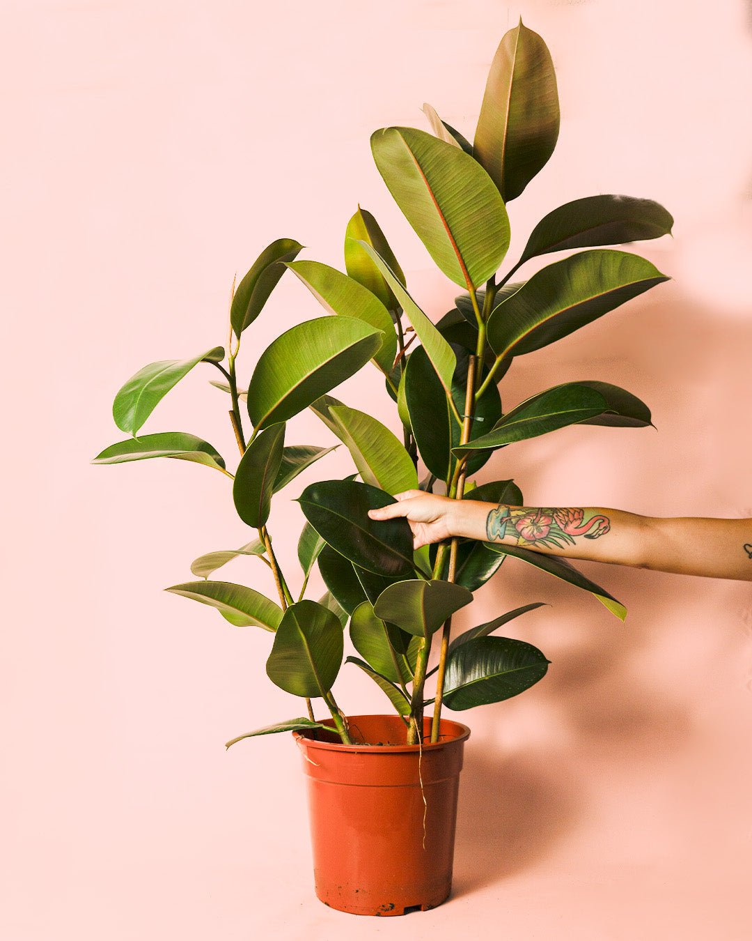 Ficus Elástica Robusta XL - Pur Plant