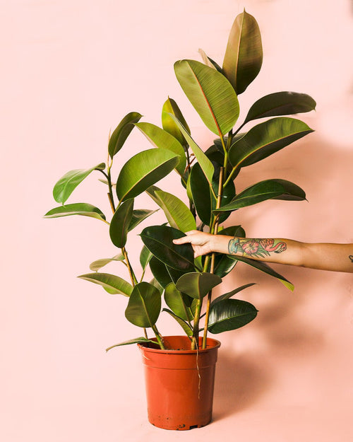 Ficus Elástica Robusta XL - Pur Plant