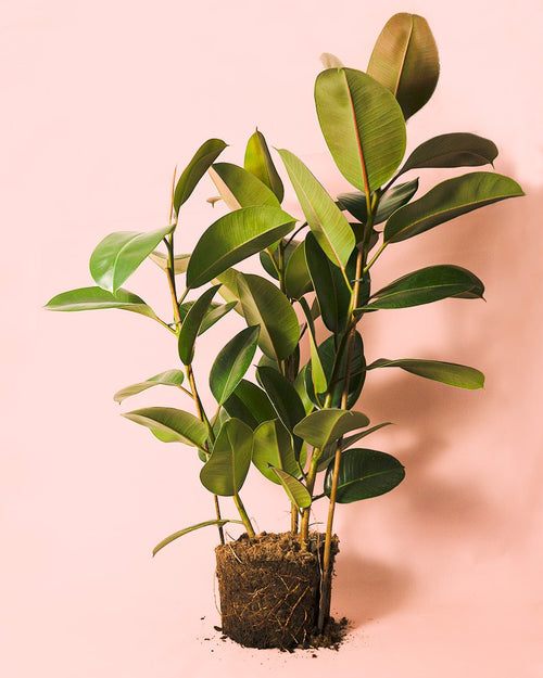 Ficus Elástica Robusta XL - Pur Plant