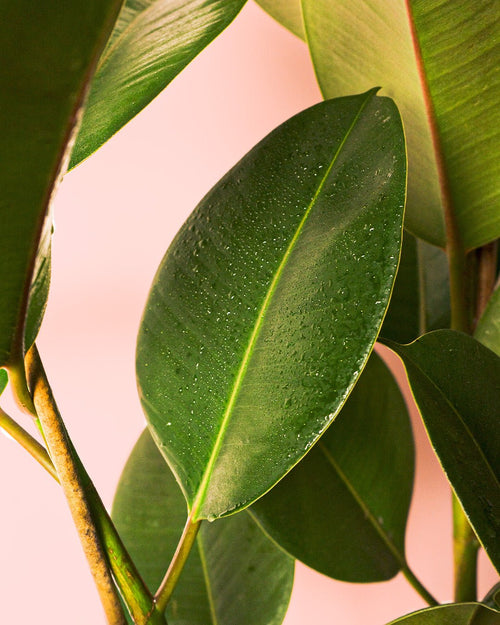 Ficus Elástica Robusta XL - Pur Plant