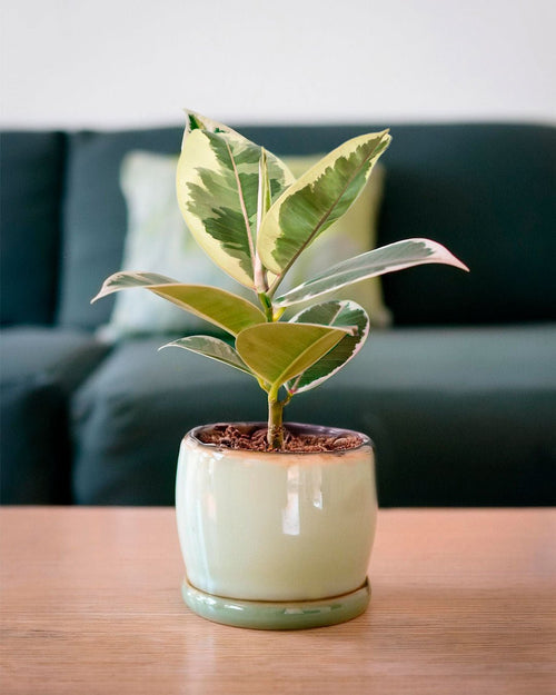 Ficus Elástica Tineke Mini - Pur Plant