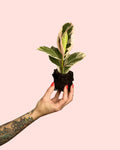 Ficus Elástica Tineke Mini
