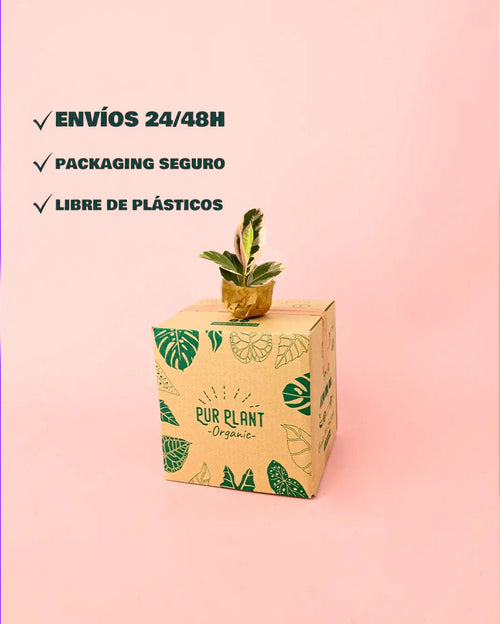 Ficus Elástica Tineke Mini - Pur Plant