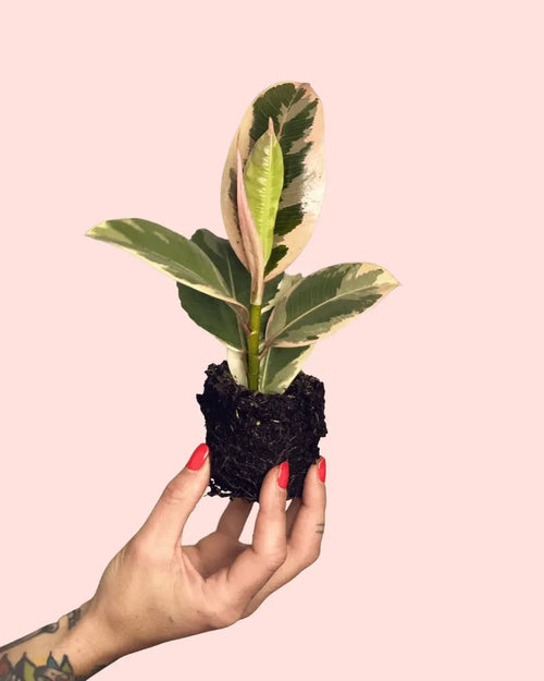 Ficus Elástica Tineke Mini - Pur Plant