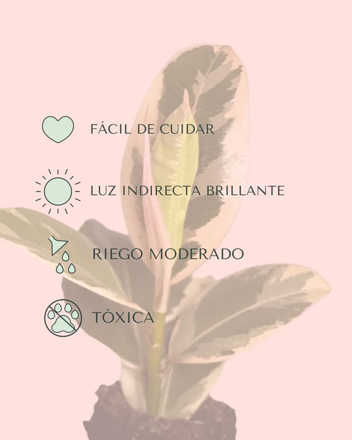 Ficus Elástica Tineke Mini - Pur Plant