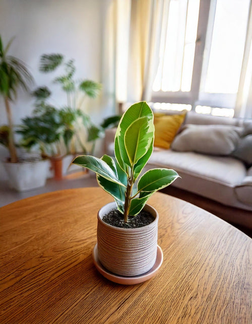 Ficus Elástica Tineke Mini - Pur Plant