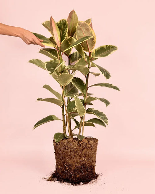Ficus Elástica Tineke XL - Pur Plant