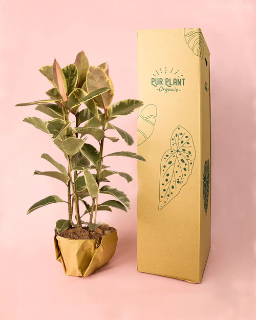 Ficus Elástica Tineke XL - Pur Plant