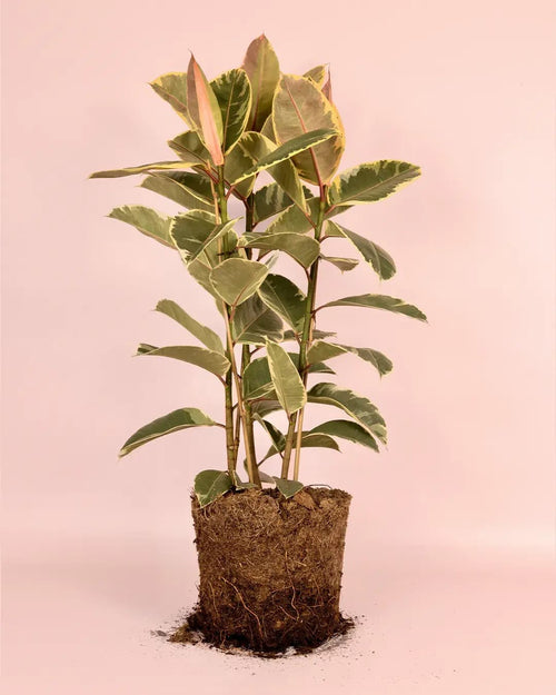 Ficus Elástica Tineke XL - Pur Plant