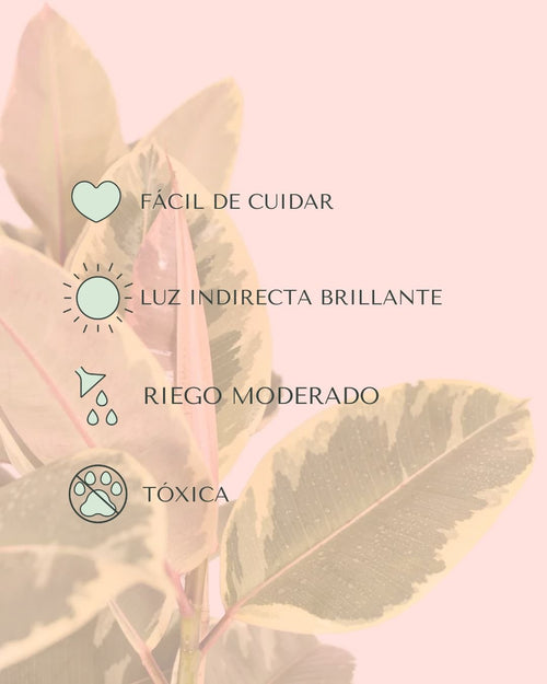 Ficus Elástica Tineke XL - Pur Plant