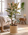 Ficus Elástica Tineke XL - Pur Plant