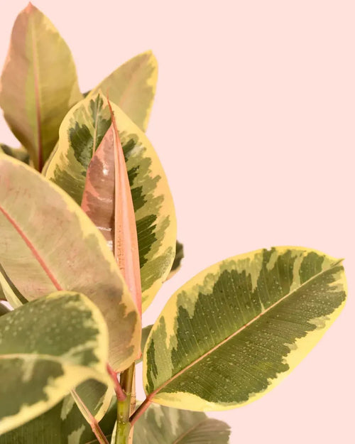 Ficus Elástica Tineke XL - Pur Plant