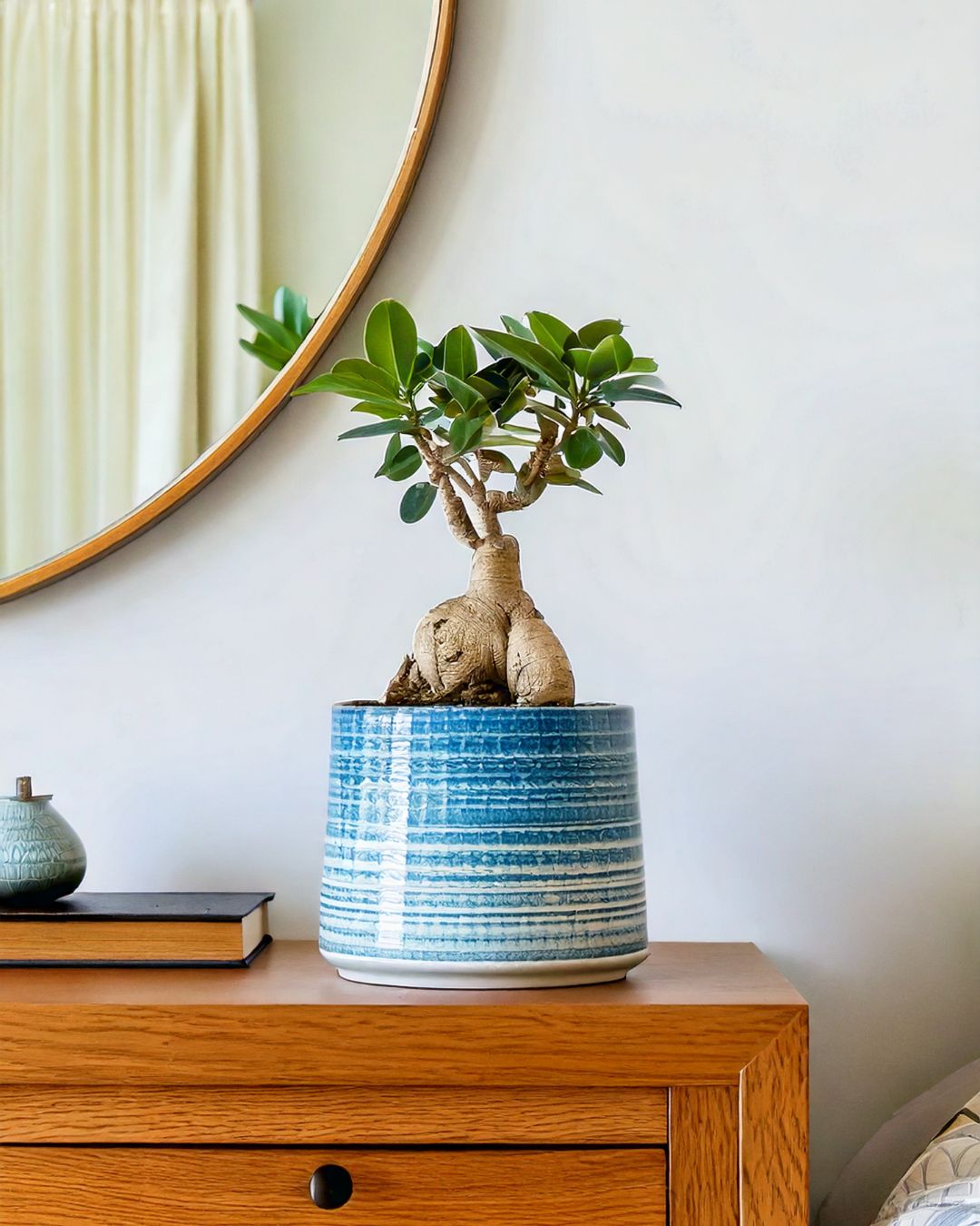 ficus ginseng contexto