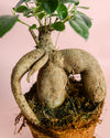 Ficus Ginseng L - Pur Plant