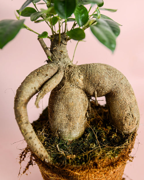 Ficus Ginseng L - Pur Plant