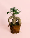 Ficus Ginseng L - Pur Plant