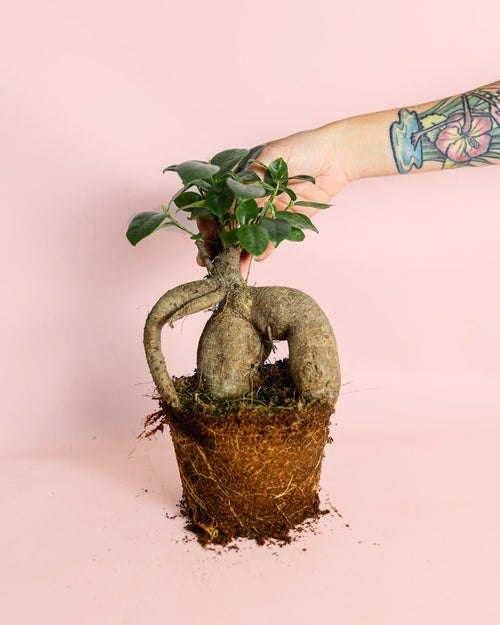 Ficus Ginseng L - Pur Plant
