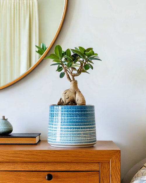 Ficus Ginseng M - Pur Plant