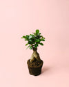 Ficus Ginseng M - Pur Plant