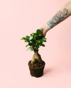 Ficus Ginseng M - Pur Plant