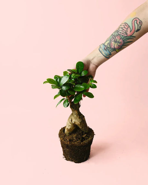 Ficus Ginseng M - Pur Plant