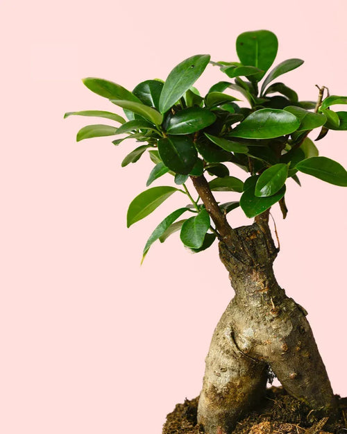 Ficus Ginseng M - Pur Plant