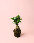 Ficus Ginseng M
