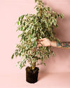 Ficus Hawai L - Pur Plant