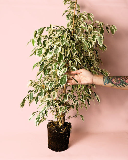 Ficus Hawai L - Pur Plant