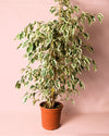 Ficus Hawai L - Pur Plant